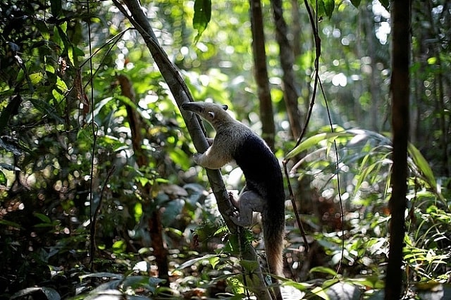 thiên nhiên hoang dã rừng amazon (1)