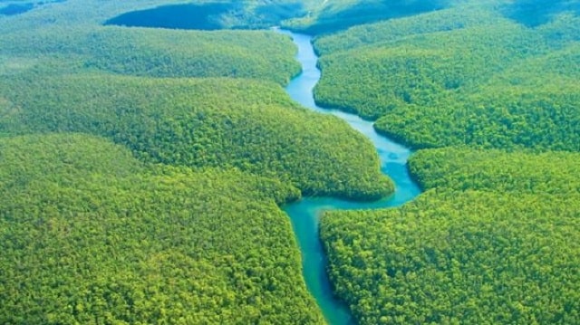 thiên nhiên hoang dã rừng amazon (2)